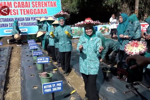 Tim Penggerak PKK Sultra menggalakkan tanam cabai ke ibu rumah tangga