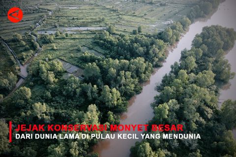 Feature - Jejak Konservasi Monyet Besar dari Dunia Lama di Pulau Kecil yang Mendunia Bagian 1