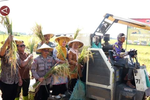 Kolaborasi petani dan TNI hasilkan panen padi melimpah di Pekalongan
