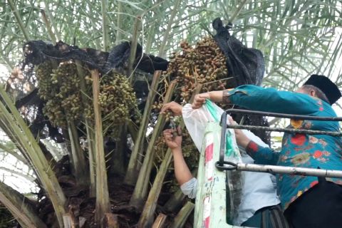 Masjid Agung Al Jami' Pekalongan panen perdana buah kurma