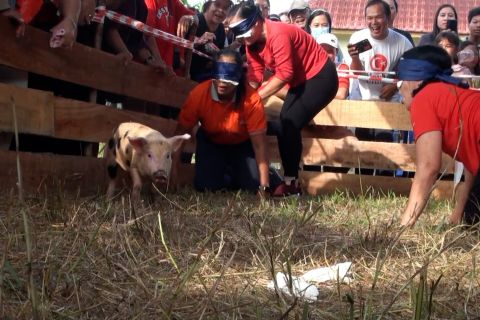 Semarak HUT RI, warga Palangka Raya gelar lomba tangkap anak babi