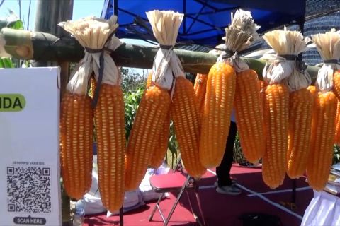 Jogja Benih Expo, tempat berburu benih unggul tahan cuaca