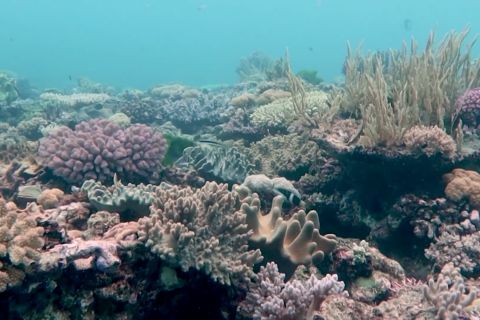Jumlah karang di Australia's Great Barrier Reef turun akibat iklim