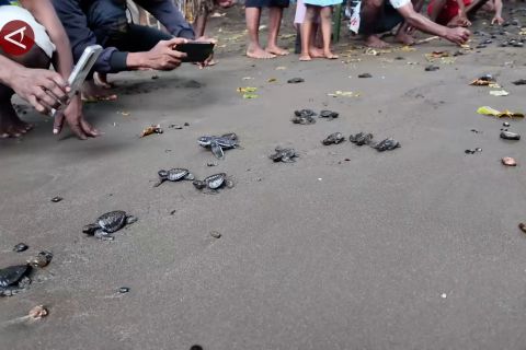 Menjaga penyu sang penjelajah samudra pulang ke Yenbekaki, Raja Ampat