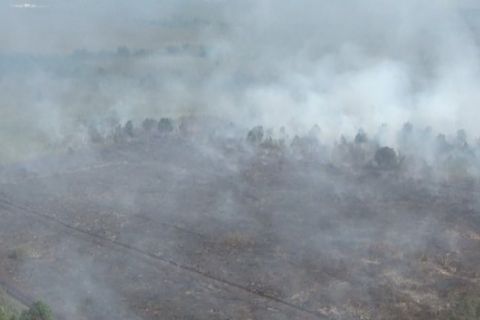 Gubernur Kalsel tetapkan status siaga darurat karhutla