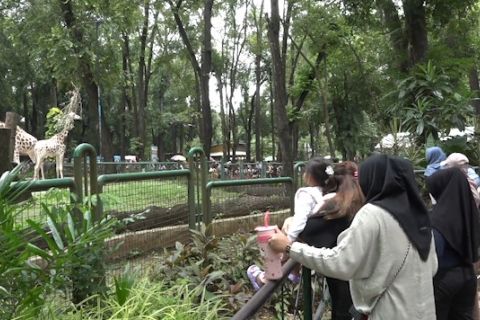Gubernur ingin Ragunan berkelas internasional lewat ide Night Zoo