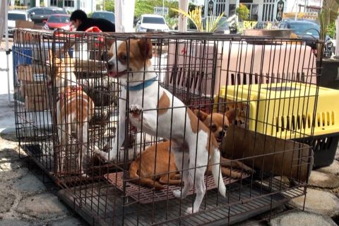 Ciptakan kota bebas ancaman rabies, Palangka Raya gencarkan vaksinasi