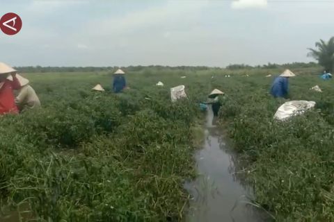 Dampak banjir di Ogan Ilir, harga cabai merah keriting di Sumsel naik