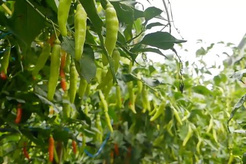 Dorong produksi cabai, Bupati Temanggung gelar sayembara berhadiah