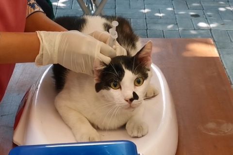 Pemkot Solo imbau warga manfaatkan layanan vaksinasi rabies gratis