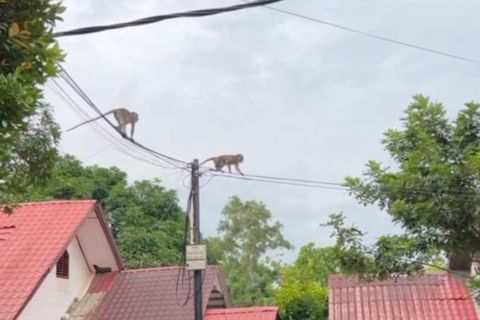 Akibat alih fungsi hutan, gerombolan monyet berkeliaran di Batam