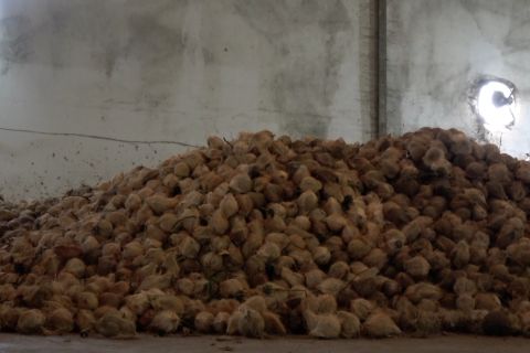 Disbun Sumsel targetkan 100 hektare peremajaan kelapa di Banyuasin