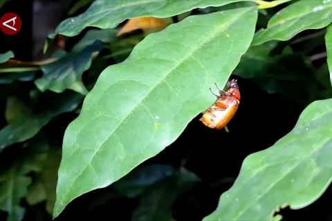 Mengenal puthul, serangga sumber protein warga Gunungkidul