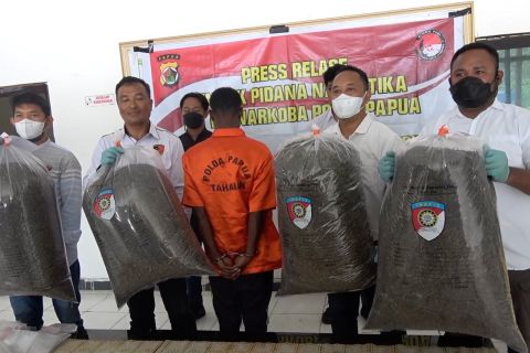 Polda Papua amankan 21,3 kg ganja, pengedar dari Papua Nugini
