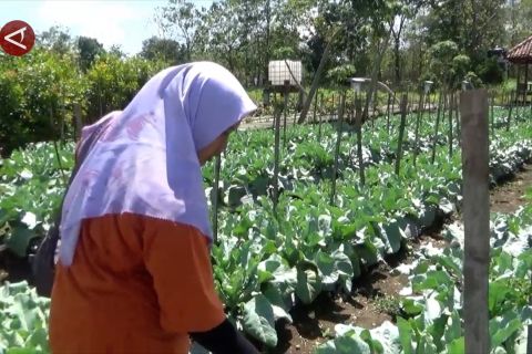 Kemandirian ketahanan pangan lewat Lumbung Mataraman