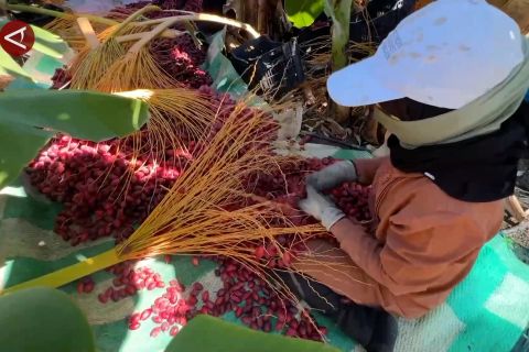 Petani kurma di Sidon, teguh & tangguh di bawah langit kelabu Lebanon