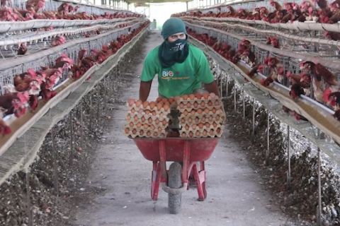 Aceh gandeng China dalam pembangunan industri unggas terpadu