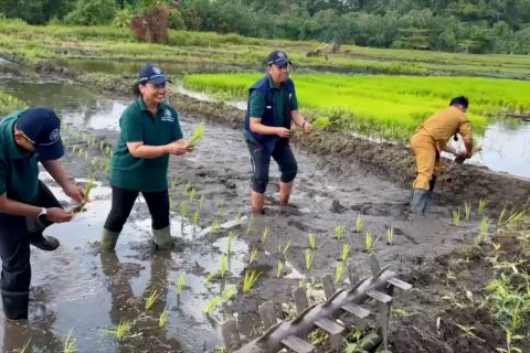 UGM hadirkan varietas padi unggul 