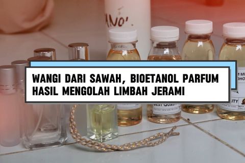 Wangi dari sawah, bioetanol parfum hasil mengolah limbah jerami