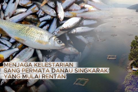 Menjaga kelestarian sang permata Danau Singkarak yang mulai rentan