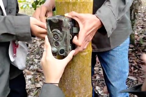 BKSDA pasang kamera usai terima laporan konflik harimau di Agam