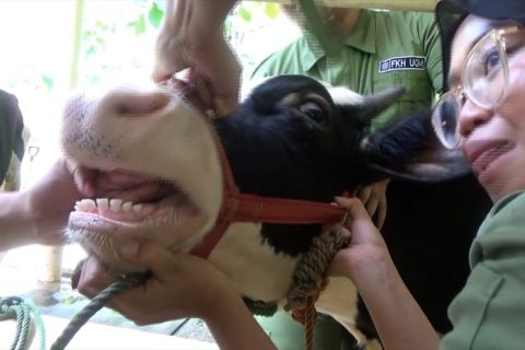 Pengabdian ke masyarakat, FKH UGM hadirkan kandang pembelajaran