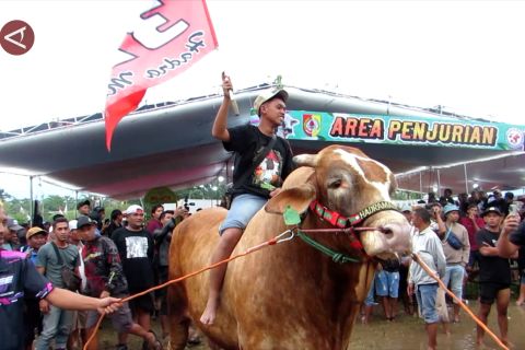 Festival sapi Jember dorong minat anak muda dalam dunia peternakan