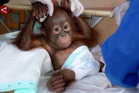 Bayi orang utan diselamatkan dari tambang emas ilegal di Ketapang