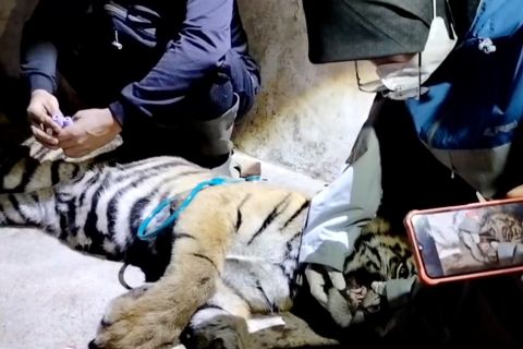 BKSDA Sumbar evakuasi harimau Sumatera dari perangkap babi milik warga