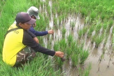 Musim hujan, petani Sleman punya siasat agar tidak gagal panen