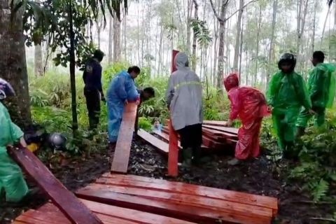 Tim gabungan amankan 148 batang kayu ilegal di Cagar Alam Maninjau