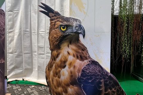 Kemenhut susun strategi perlindungan elang jawa 2026-2035