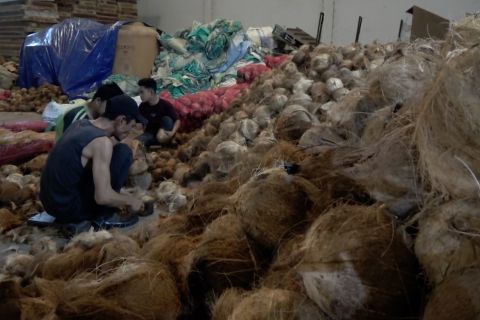 OJK perluas pembiayaan terintegrasi untuk komoditas kelapa