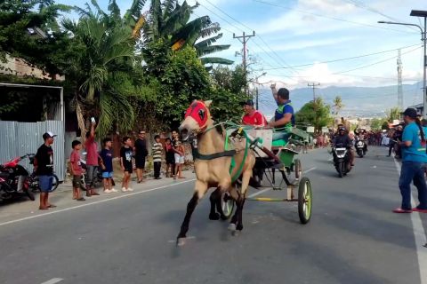 Balap Dokar, budaya lokal Palu yang kembali eksis