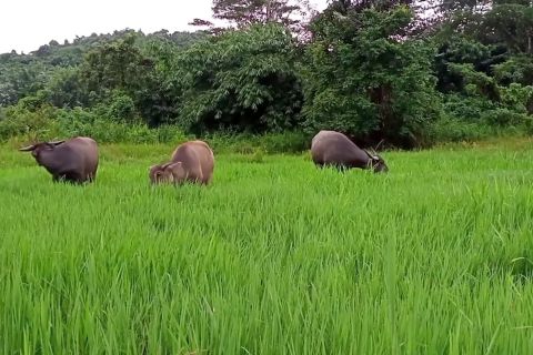 Kaltim terapkan silvopastura gabungkan ternak dengan ekosistem hutan