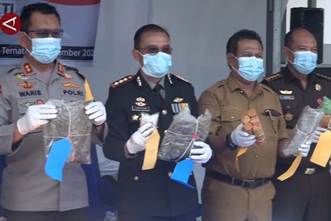 BNNP Malut musnakan barang bukti dari hasil pengungkapan selama 2025