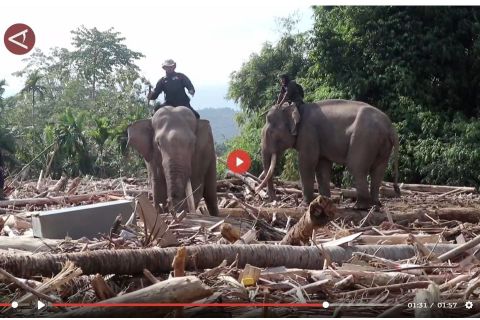 Gajah dikerahkan ke Pidie Jaya, bersihkan material kayu sisa banjir - VIDEO