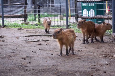 "Masbro" yang ramah dan menggemaskan, bintang baru Safari Beach Jateng