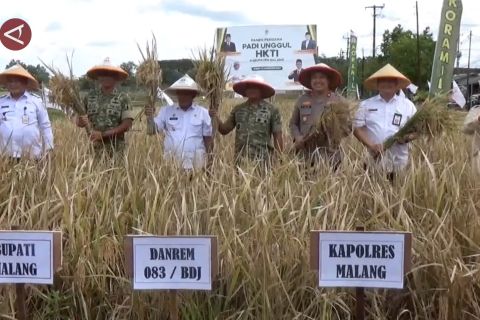 Kabupaten Malang surplus 80 ribu ton padi, dukung swasembada pangan
