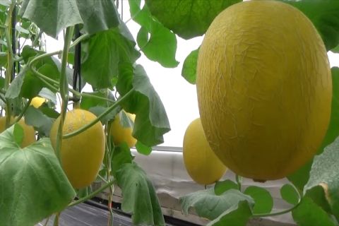 Gandeng petani muda, UGM dampingi budidaya melon premium hidroponik