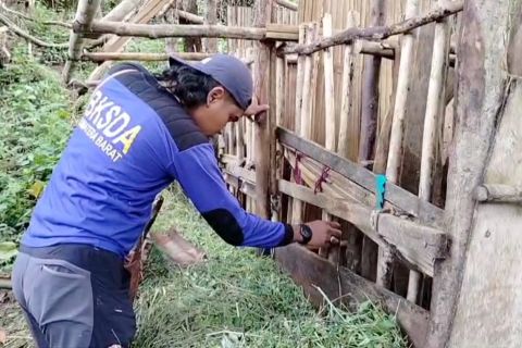 Harimau terkam ternak di Tahun Baru, BKSDA Sumbar turun lapangan