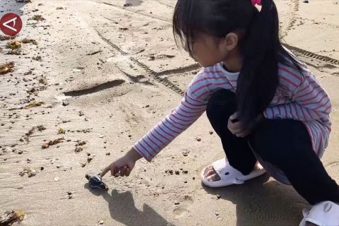 Konservasi empat spesies penyu di Kabupaten Sambas