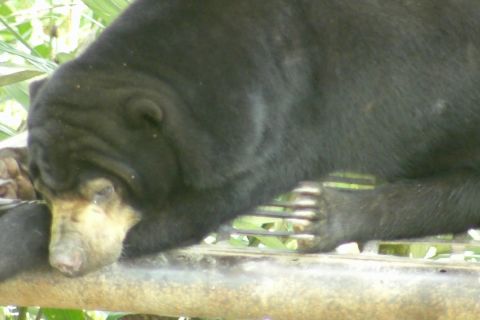 Mengenal beruang madu, maskot Balikpapan yang kian terancam
