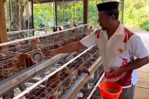 Pemda Muna Barat libatkan peternak ayam lokal untuk dukung MBG