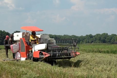 Pemprov Sumsel targetkan produksi padi naik 5 persen tahun 2026