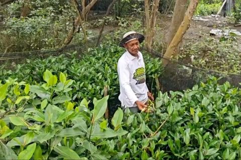Ribuan bibit mangrove  budi daya nelayan Surabaya siap didistribusikan
