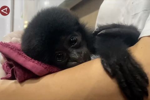 Kepolisian ungkap perdagangan siamang dilindungi di Pekanbaru