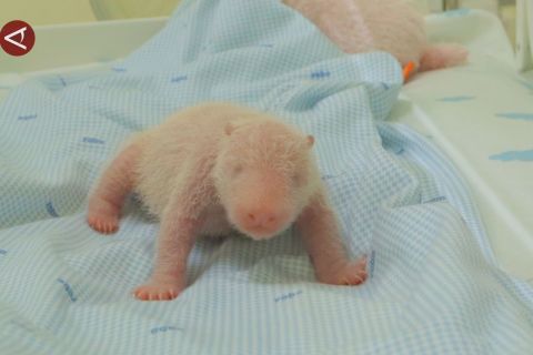 Panda lahir di Bogor, tonggak konservasi & perkuat diplomasi RI-China