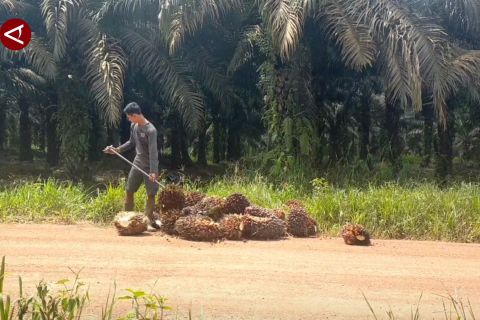 PDRB Kalteng 2024 capai Rp222,86 triliun ditopang tiga sektor unggulan