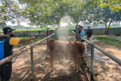 PMK serang ternak di Madiun, disinfeksi dan vaksinasi digalakkan
